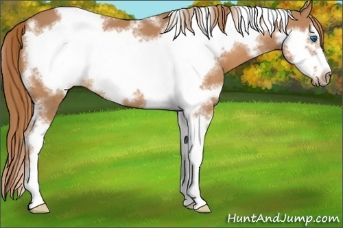 Horse Color:White Spotted Chestnut Sabino Frame
