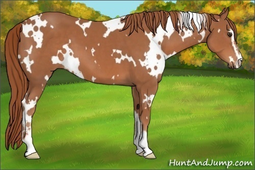 Horse Color:White Spotted Chestnut Sabino 