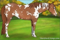 Horse Color:White Spotted Chestnut Sabino 