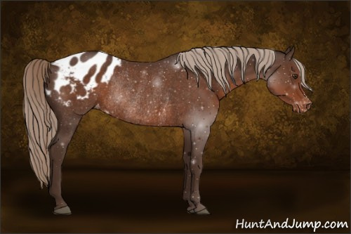 Horse Color:Liver Chestnut Appaloosa Rabicano
