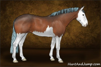 Horse Color:Painted Bay Splash Appaloosa