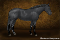 Horse Color:Black Tobiano 