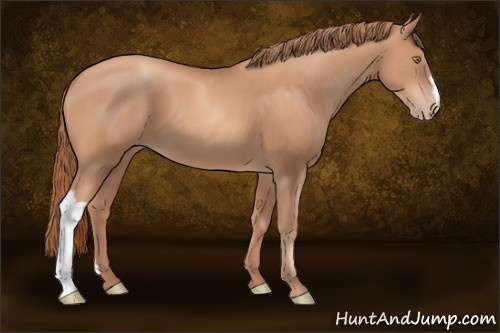Horse Color:Gold Champagne 