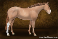 Horse Color:Gold Champagne 