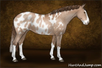 Horse Color:Brown Pearl Splash Appaloosa 