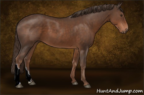 Horse Color:Liver Chestnut 