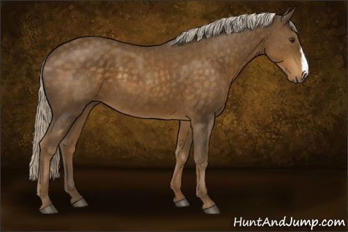 Horse Color:Chocolate Palomino 