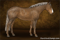 Horse Color:Chocolate Palomino 