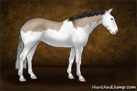 Horse Color:Brown Dun Sabino Splash Appaloosa