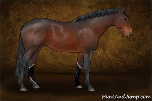 Horse Color:Brown 