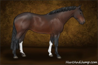 Horse Color:Bay Rabicano 