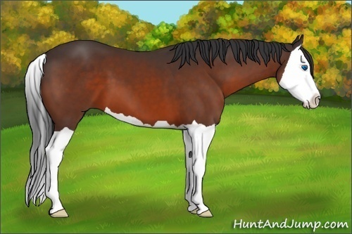 Horse Color:Brown Splash