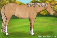 Horse Color:Palomino Rabicano