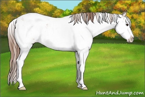 Horse Color:Chestnut Sabino