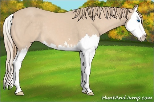 Horse Color:Perlino Sabino Splash 