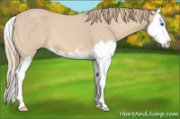 Horse Color:Perlino Sabino Splash 