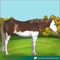Horse Color:Liver Chestnut Sabino Splash 