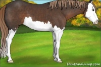 Horse Color:Liver Chestnut Sabino Splash