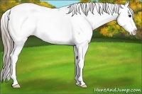 Horse Color:Chocolate Palomino Sabino Splash 