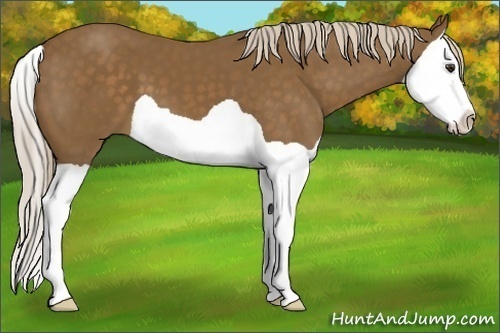 Horse Color:Chocolate Palomino Splash