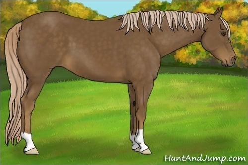 Horse Color:Chocolate Palomino 