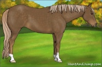 Horse Color:Chocolate Palomino 