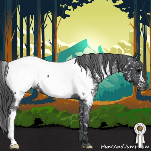 Horse Color:Black Near Fewspot Rabicano