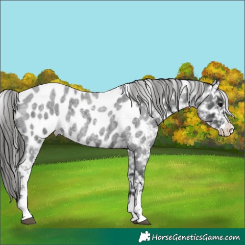Horse Color:Blue Roan Sabino Near Leopard Rabicano