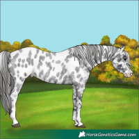 Horse Color:Blue Roan Sabino Near Leopard Rabicano 