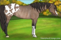 Horse Color:Brown Dun Blanket Rabicano 