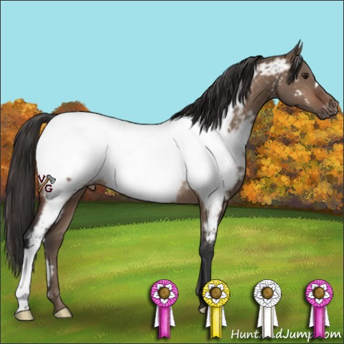 Horse Color:Bay Dun Appaloosa Rabicano 