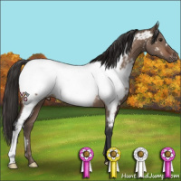 Horse Color:Bay Dun Near Fewspot Rabicano 