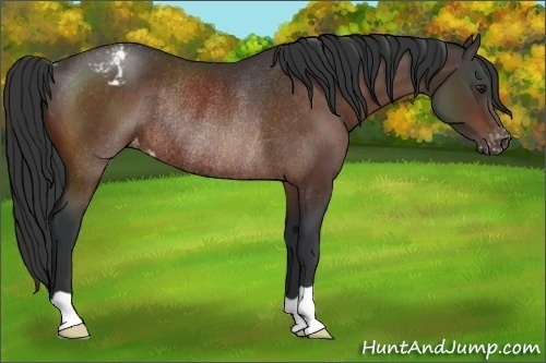 Horse Color:Brown Appaloosa Rabicano 