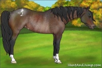 Horse Color:Brown Appaloosa Rabicano 