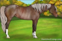 Horse Color:Silver Brown Varnish Rabicano 