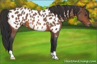 Horse Color:Bay Roan Near Leopard 