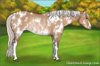 Horse Color:White Spotted Silver Bay Dun Rabicano 