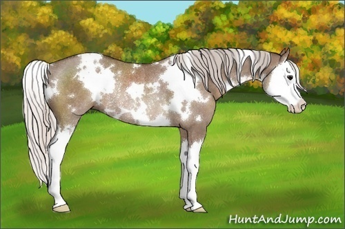 Horse Color:White Spotted Silver Grullo Splash Rabicano 