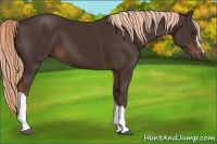 Horse Color:Liver Chestnut 