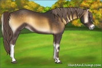 Horse Color:Chocolate Palomino Onyx 