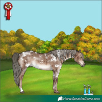 Horse Color:White Spotted Liver Red Dun Mushroom Rabicano Brindle 