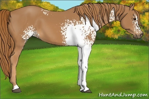 Horse Color:White Spotted Chestnut 