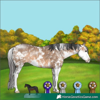Horse Color:Brown Dun Sabino 