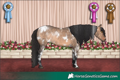 Horse Color:White Spotted Brown Dun Rabicano