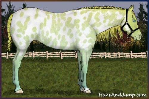 Horse Color:Smoky Creme Roan Appaloosa