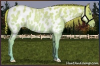 Horse Color:Smoky Creme Roan Appaloosa