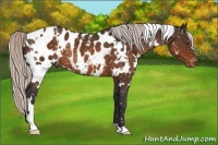 Horse Color:White Spotted Silver Buckskin Appaloosa Rabicano 