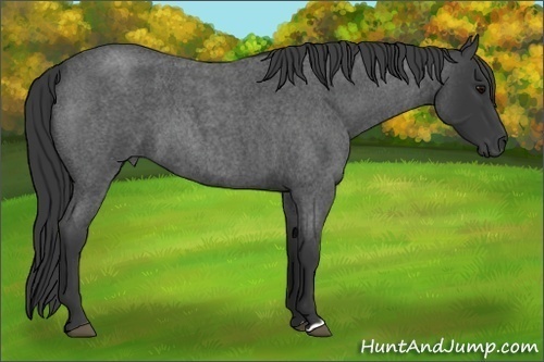 Horse Color:Blue Roan 