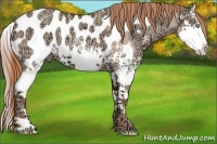 Horse Color:White Spotted Gold Champagne Ice Dun Splash Appaloosa
