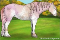 Horse Color:White Spotted Gold Champagne Ice Dun Splash 